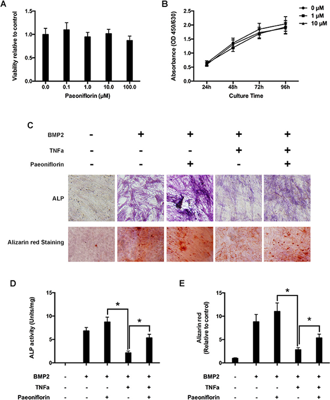 Paeoniflorin inhibits TNF-&#x03B1;-mediated suppression of osteoblast differentiation and mineralization.