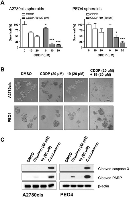 The combination of compound 19 with cisplatin enhances apoptosis in ovarian cancer spheroids.