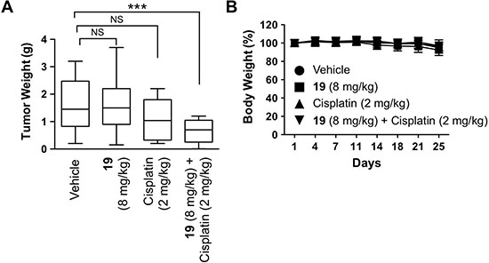 The combination of compound 19 with cisplatin reduces tumorigenesis in vivo.