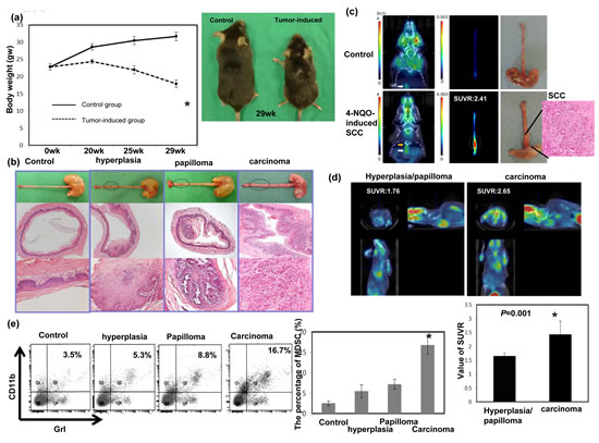 Evaluation of esophageal tumor formation using histological examination and micro animal PET imaging and its relationship with MDSC recruitment.