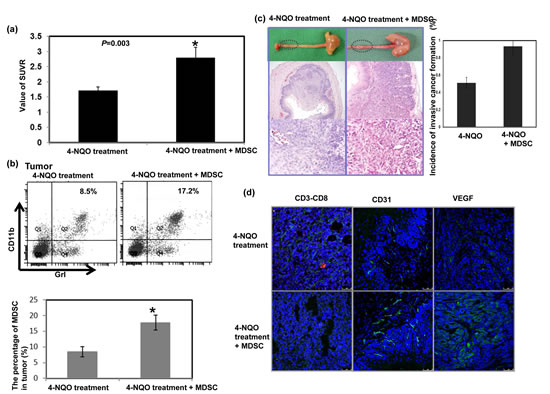 Effect of MDSCs on tumor progression