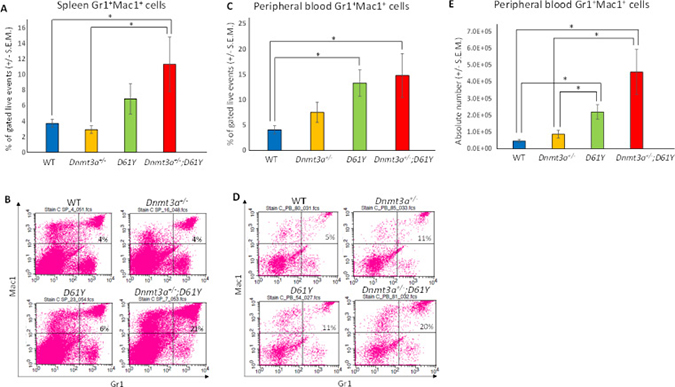 Dnmt3a+/&#x2212;;D61Y mice have increased myeloid cells in the periphery at the time of death.