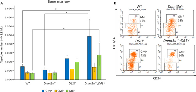 Dnmt3a+/&#x2212;;D61Y mice have increased GMPs and MEPs in the bone marrow at the time of death.