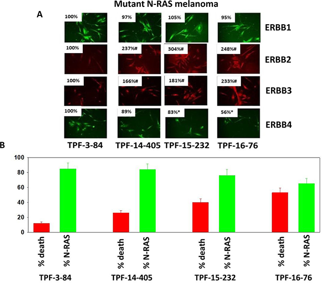 Neratinib and valproate reduce N-RAS expression in PDX melanoma isolates and variably enhance tumor cell killing.