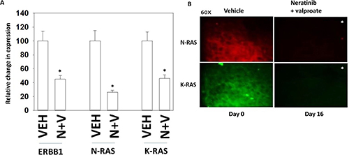 Tumors previously exposed to [neratinib + valproate] have a sustained reduction in the expression of ERBB1, N-RAS and K-RAS.