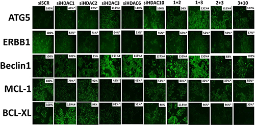 Knock down of HDAC expression reduces the levels of ERBB1, BCL-XL and MCL-1 expression in 4T1 cells.