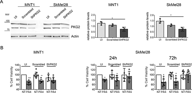 Down-regulation of PKG2 in MNT1 and SkMel28 by shRNA.