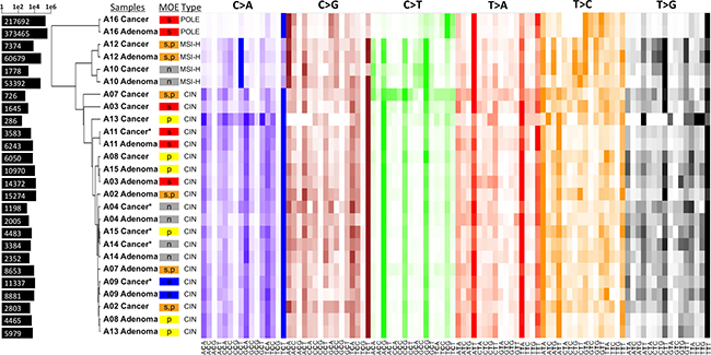 Heatmap of the mutational spectra analysis and hierarchical clustering of all cases.