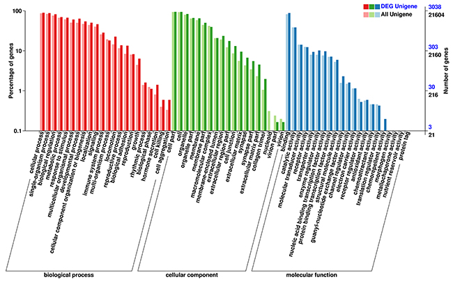 GO enrichment analysis of the DEGs.