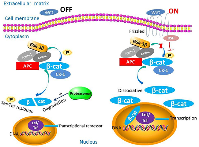 The biological roles of &beta;-catenin in the Wnt/&beta;-catenin signaling pathway.