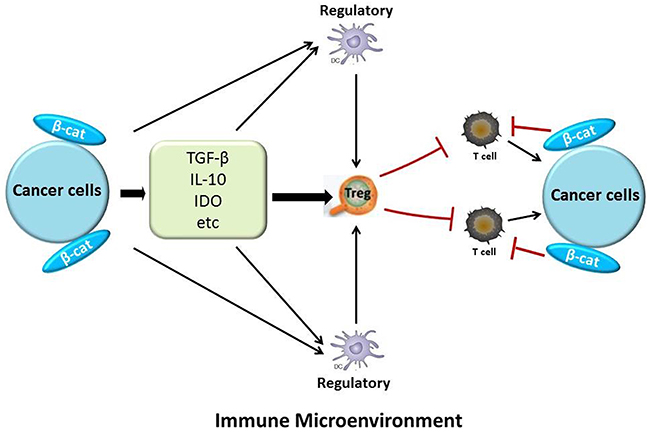 The relationship between &beta;-catenin and immunosuppression in the tumor microenvironment.