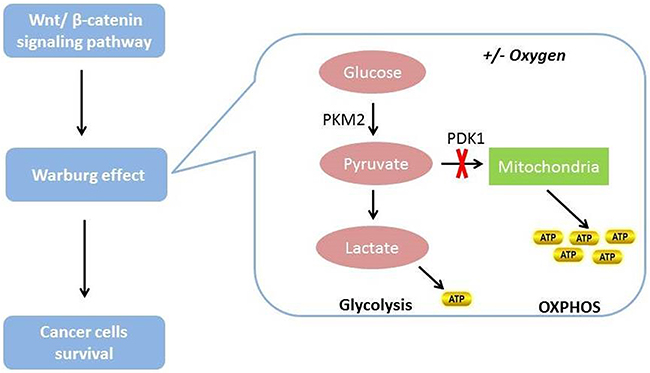 The relationship between Wnt/&beta;-catenin signaling pathway and glucose metabolism in cancer cells.