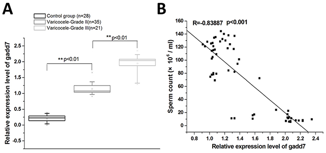 The expression of gadd7 in varicocele and healthy control groups.