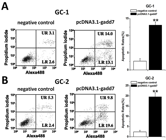 Involvement of gadd7 in cell apoptosis.