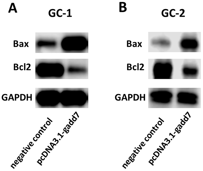 Overexpression of gadd7 increased Bax and decreased Bcl2 protein expression.