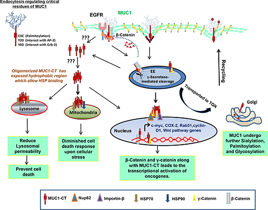 Mechanisms of intracellular transport and sorting of MUC1.