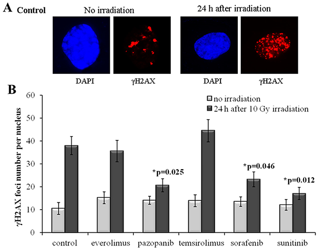 &gamma;H2AX foci in SKOV-3 cells after irradiation (10 Gy).
