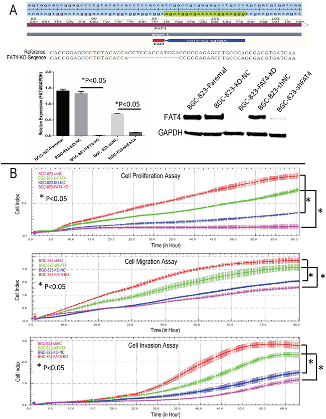 Real time cellular analysis of the effect of FAT4 silencing on GC cell growth, migration and invasion.