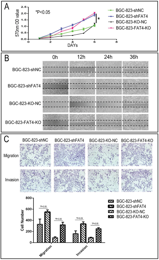 Effect of FAT4 silencing on cell proliferation, migration and invasion of GC cells by MTT, wound healing and Transwell migration and invasion assays.