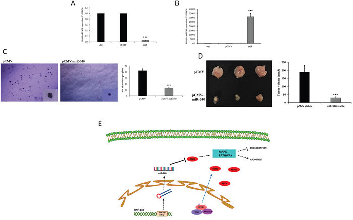 miR-340 inhibits tumorigenicity of colon cancer cells in vivo.