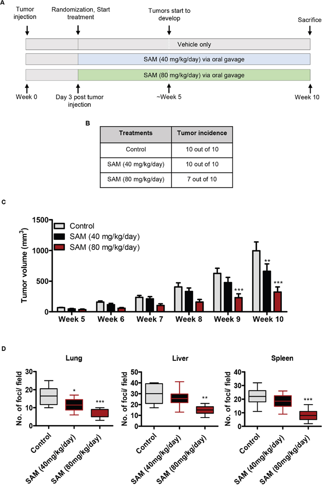 Effect of SAM on MDA-MB-231 tumor growth and metastasis.