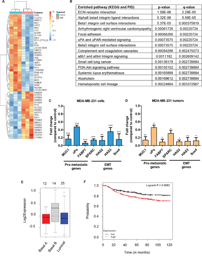 Gene expression analysis of MDA-MB-231 cells and tumors treated with SAM.