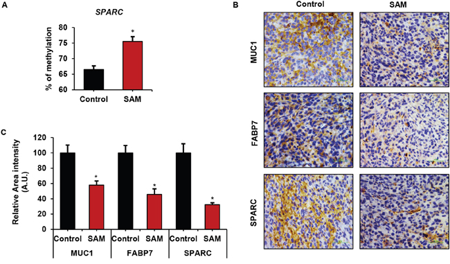 Effect of SAM-treatment on promoter methylation and protein expression of cancer-related genes.