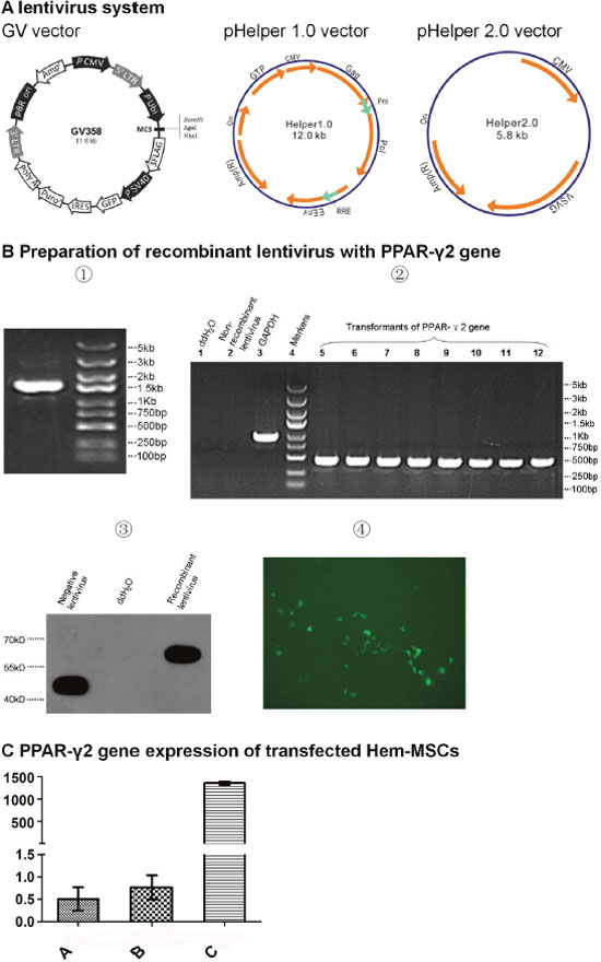 Preparation of recombinant lentivirus with PPAR-&#x03B3;2 gene.