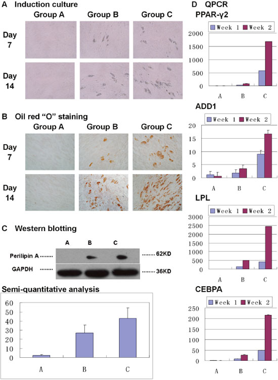 Over-expression of PPAR-&#x03B3;2 gene enhanced adipogenic differentiation of Hem-MSCs in vitro.
