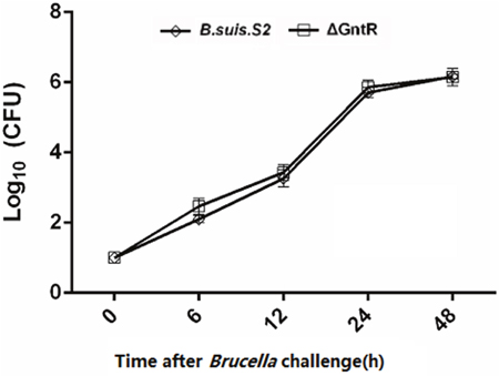 Intracellular survival within GAMs of the B. suis. S2 and &#x0394;GntR strains.