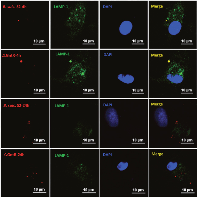 Intracellular survival and traffic of mutant strain &#x0394;GntR in GAM cells.