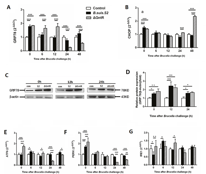 Comparison of ER stress in the B. suis. S2-infected and &#x0394;GntR-infected strains in GAMs.