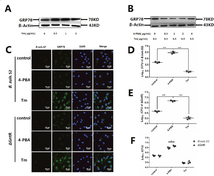 Changing ER stress influences the B. suis. S2 and &#x0394;GntR intracellular survival.