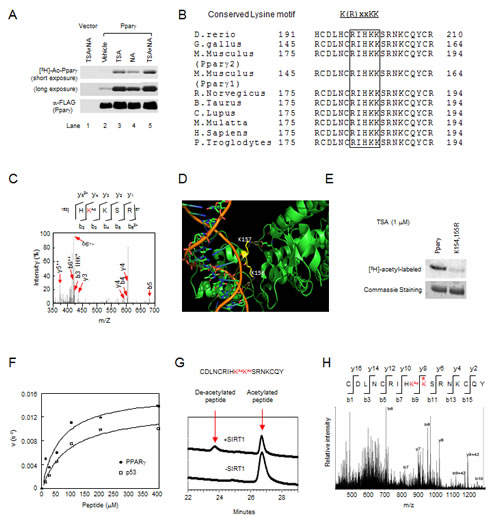 Acetylation of lysyl residues within conserved acetylation motif of Ppar&#x3b3;.