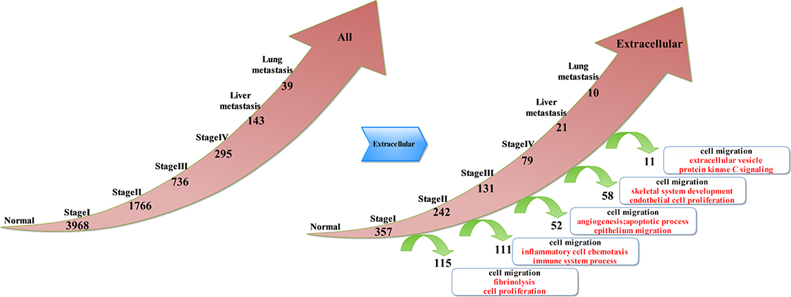 Key molecular events associated with the extracellular deviated genes in different stages of CRC.