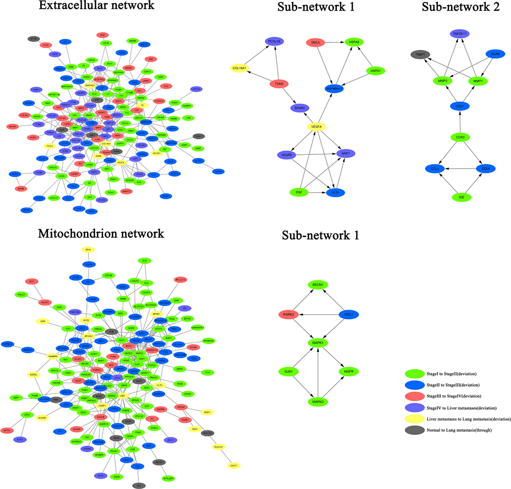 Construction of protein-protein interaction network in the extracellular matrix and mitochrondria, and the analysis of network modules in CRC.