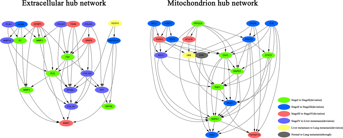 Construction of extracellular and mitochondrial hub network in CRC.