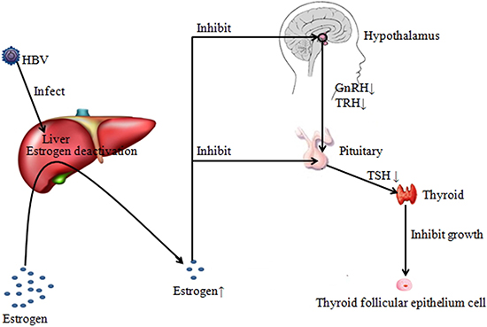 Possible mechanism of the protection of past HBV infection on thyroid carcinoma.
