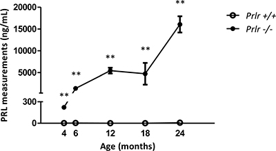 Blood PRL measurements in Prlr&#x2013;/&#x2013; mice compared to Prlr+/+ mice.