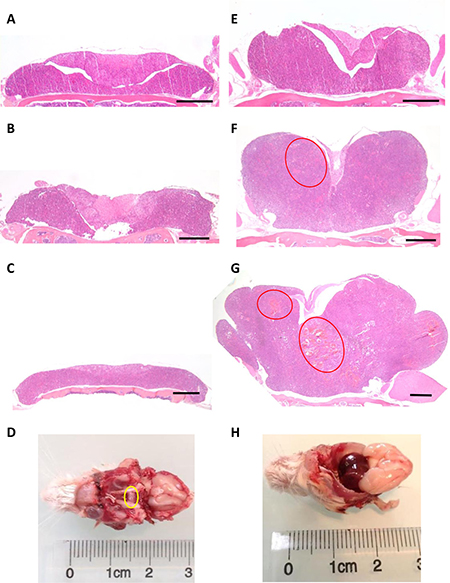 Pituitary enlargement in Prlr&#x2013;/&#x2013; compared to Prlr+/+ mice.