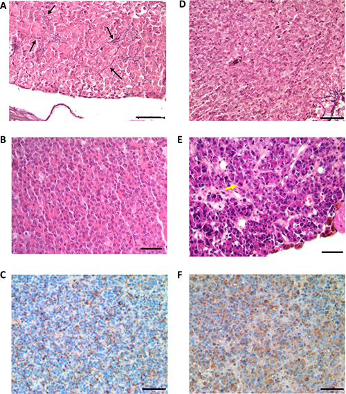 Histological analysis of anterior pituitaries from 24 month-old Prlr+/+ and Prlr&#x2013;/&#x2013; mice.