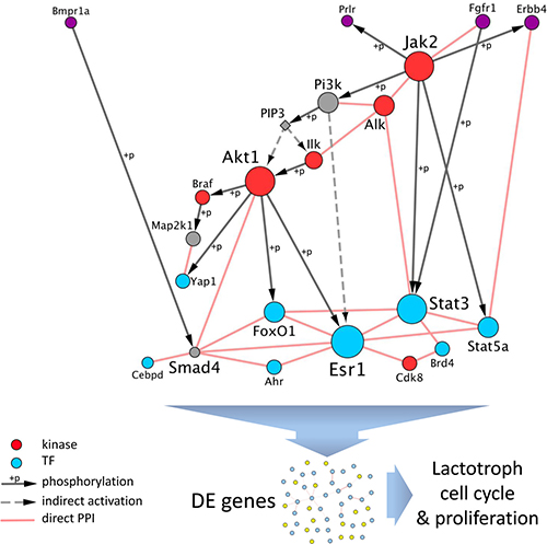Interplay between regulators of DE genes downstream of PRLR.