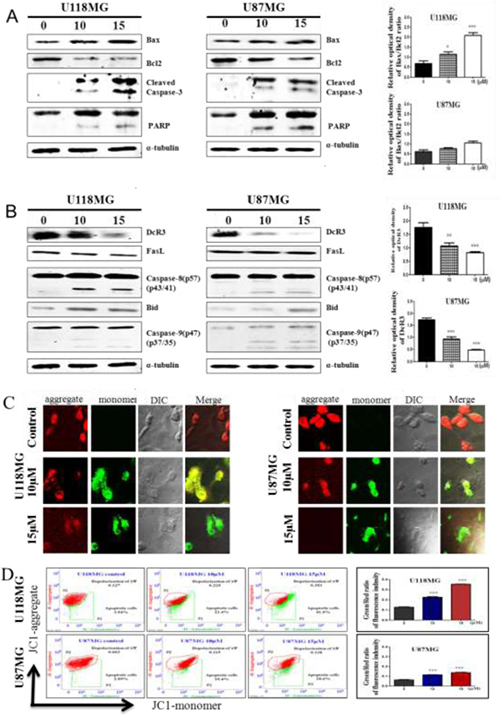 NSC745887 treatment induces the intrinsic and extrinsic apoptotic pathways in GBM cell lines.