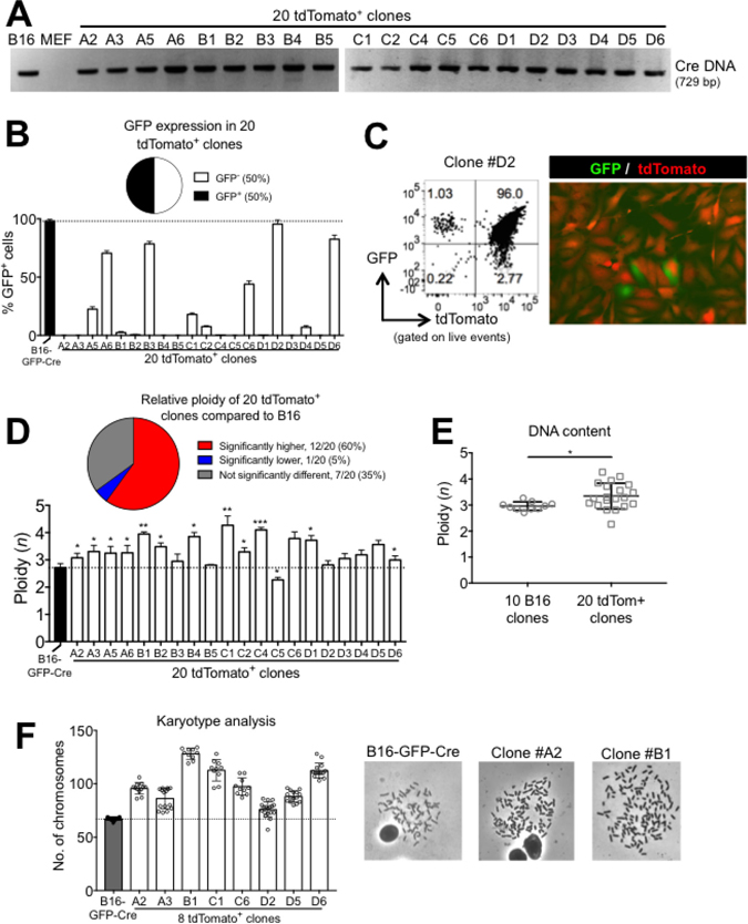 B16xMEF hybrids stably maintain B16-restricted DNA, do not maintain expression of B16-Restricted GFP, and are hyperploid.