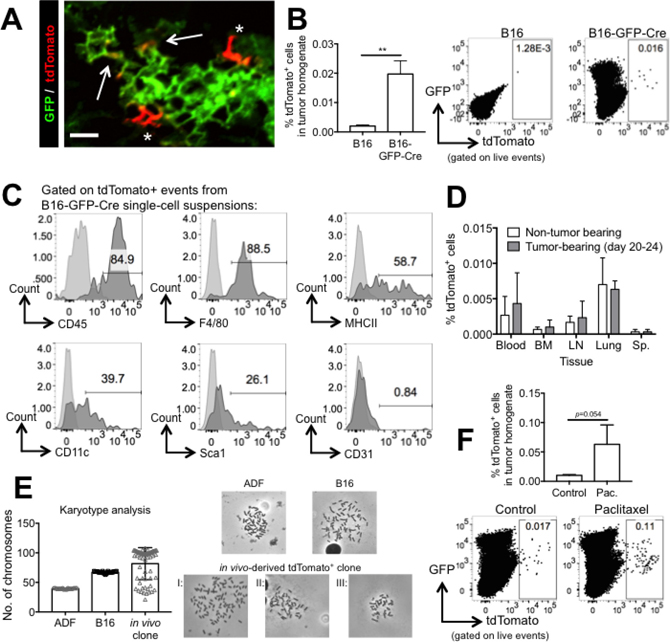 Cre transfer from B16 melanoma cells to non-cancer cells occurs in vivo and promotes survival in the presence of paclitaxel.