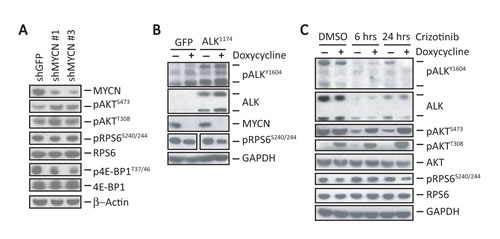 MYCN sustains mTORC1 signaling in NB cells.