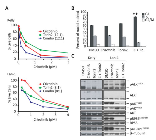 Torin2, a selective mTORC1 inhibitor, enhances the effect of crizotinib in