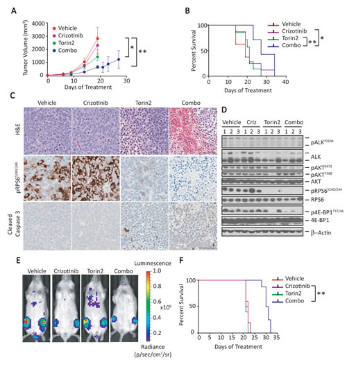 Combination of crizotinib and Torin2 leads to tumor regression and extends survival in an