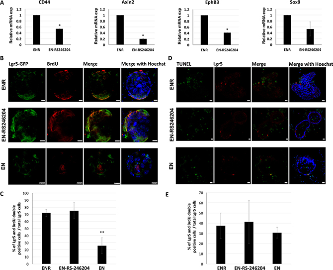 RS-246204 regulates intestinal stem cell proliferation on enteroid formation and growth.