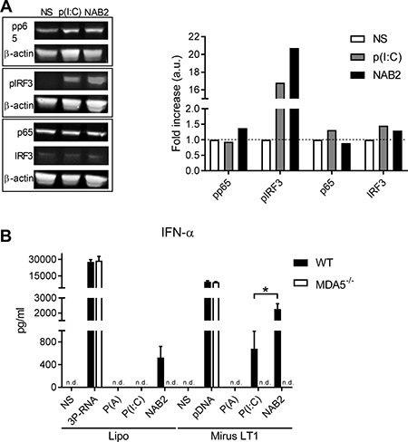NAB2 increases IRF3 but not NF-&#x03BA;B signalling in murine BMDC.